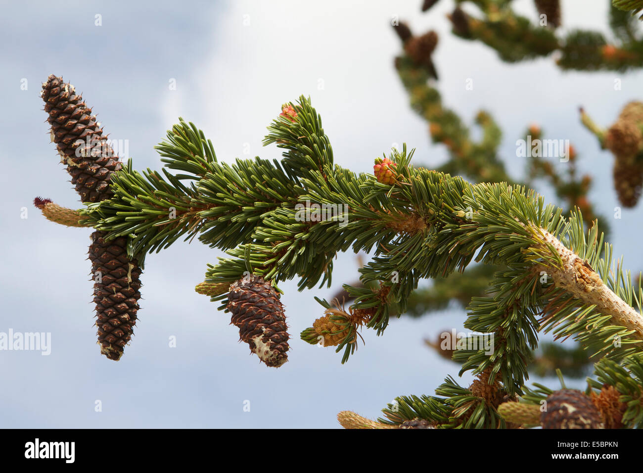 Ancient Bristlecone Pine Tree dans les montagnes blanches de Californie Banque D'Images