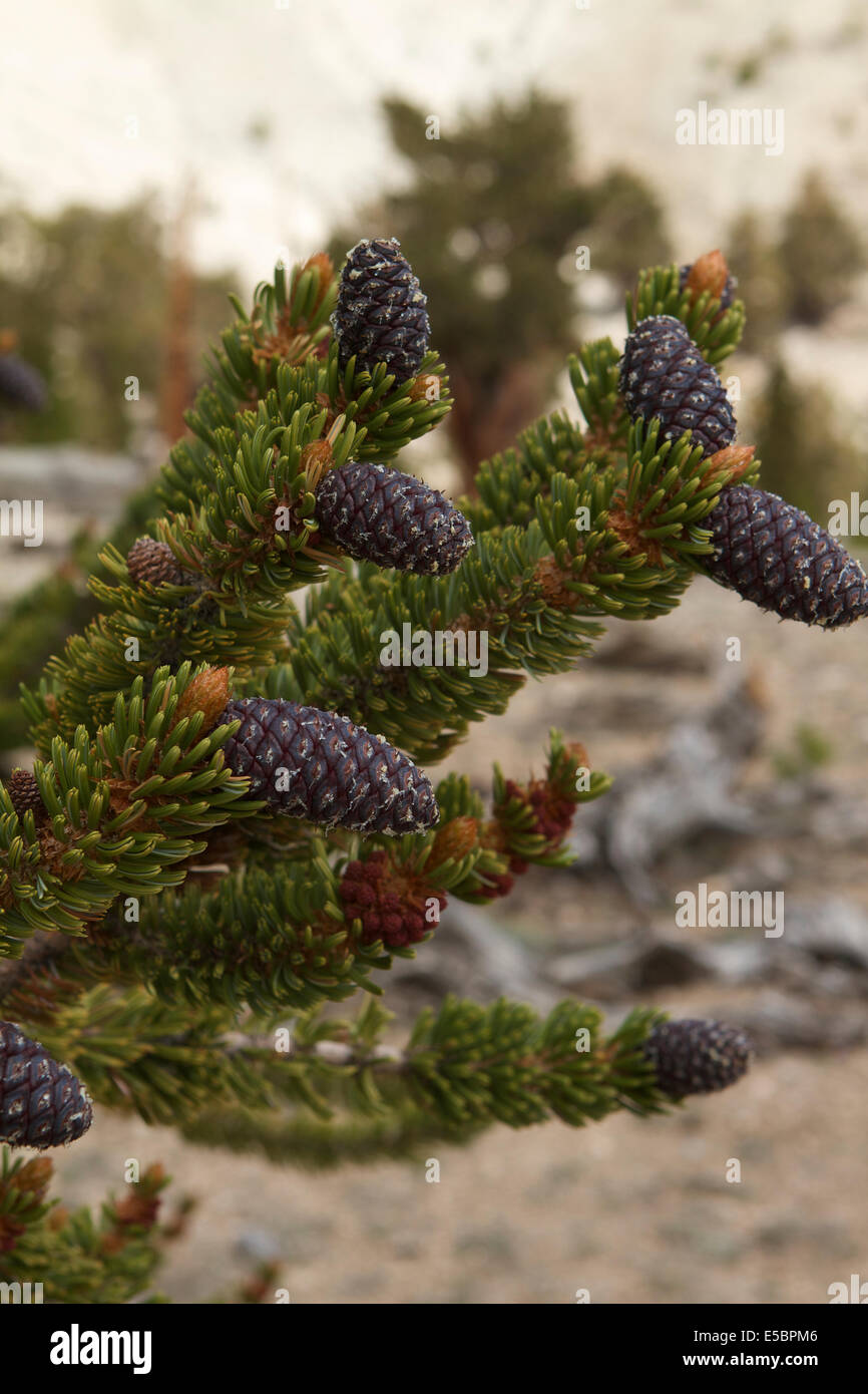 Ancient Bristlecone Pine Tree dans les montagnes blanches de Californie Banque D'Images