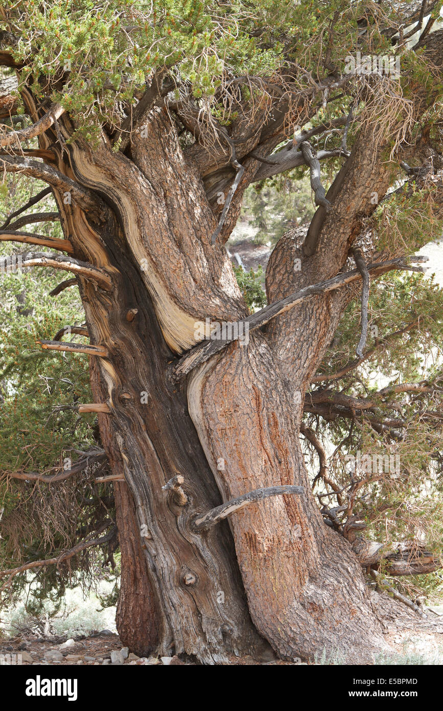 2 arbres étreignant Banque D'Images