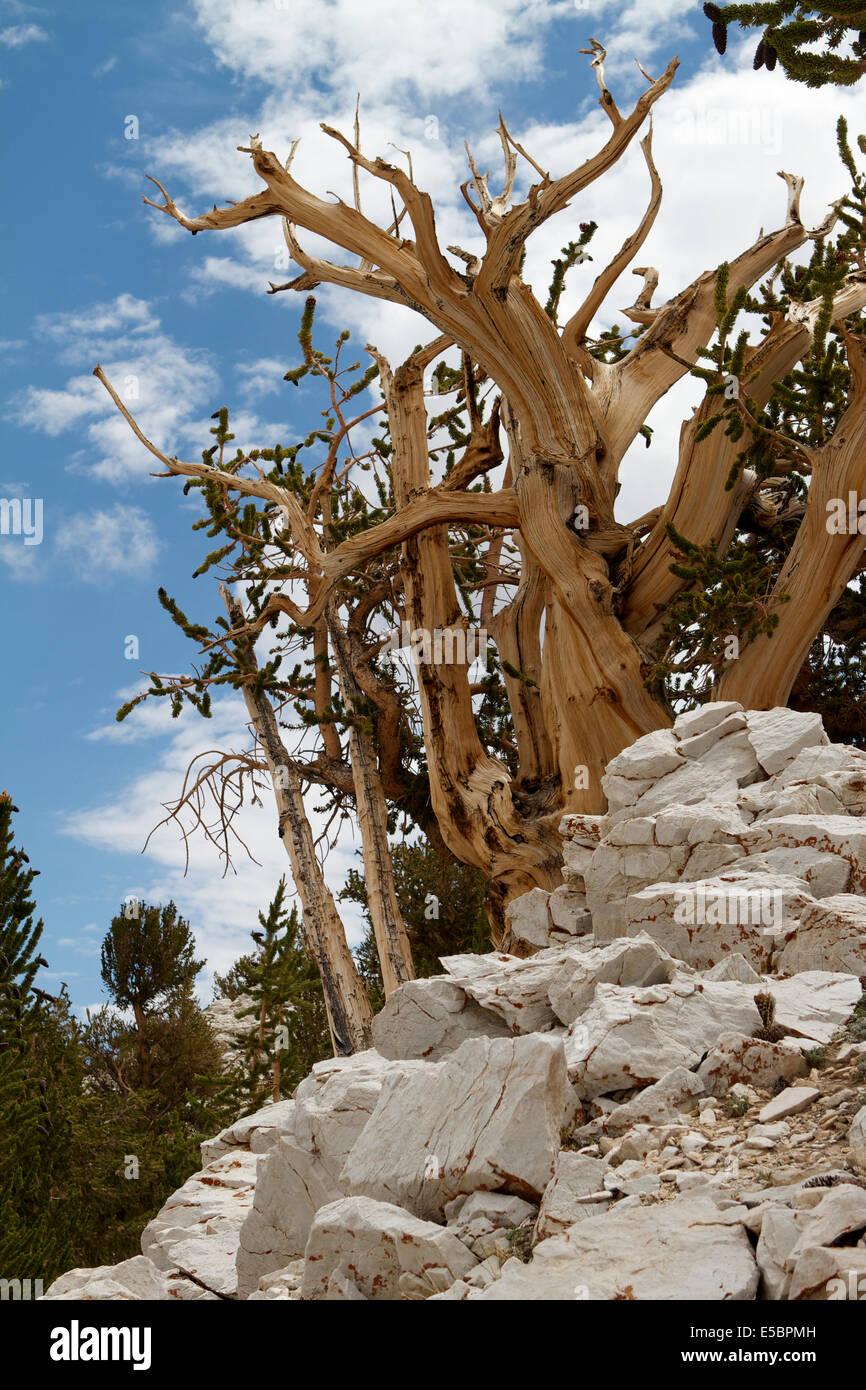 Ancient Bristlecone Pine Tree à l'Patriarche grove dans les montagnes blanches de Californie Banque D'Images