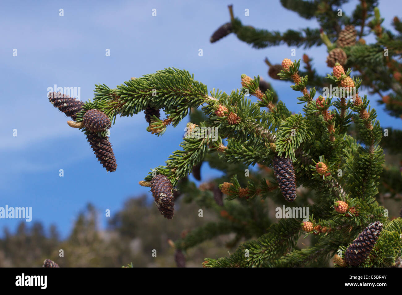 Ancient Bristlecone Pine Tree dans les montagnes blanches de Californie Banque D'Images