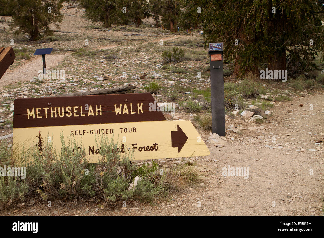 Signes et des guides des sentiers à l'ancienne Bristlecone Pine forest tree. Schulman grove Californie Banque D'Images