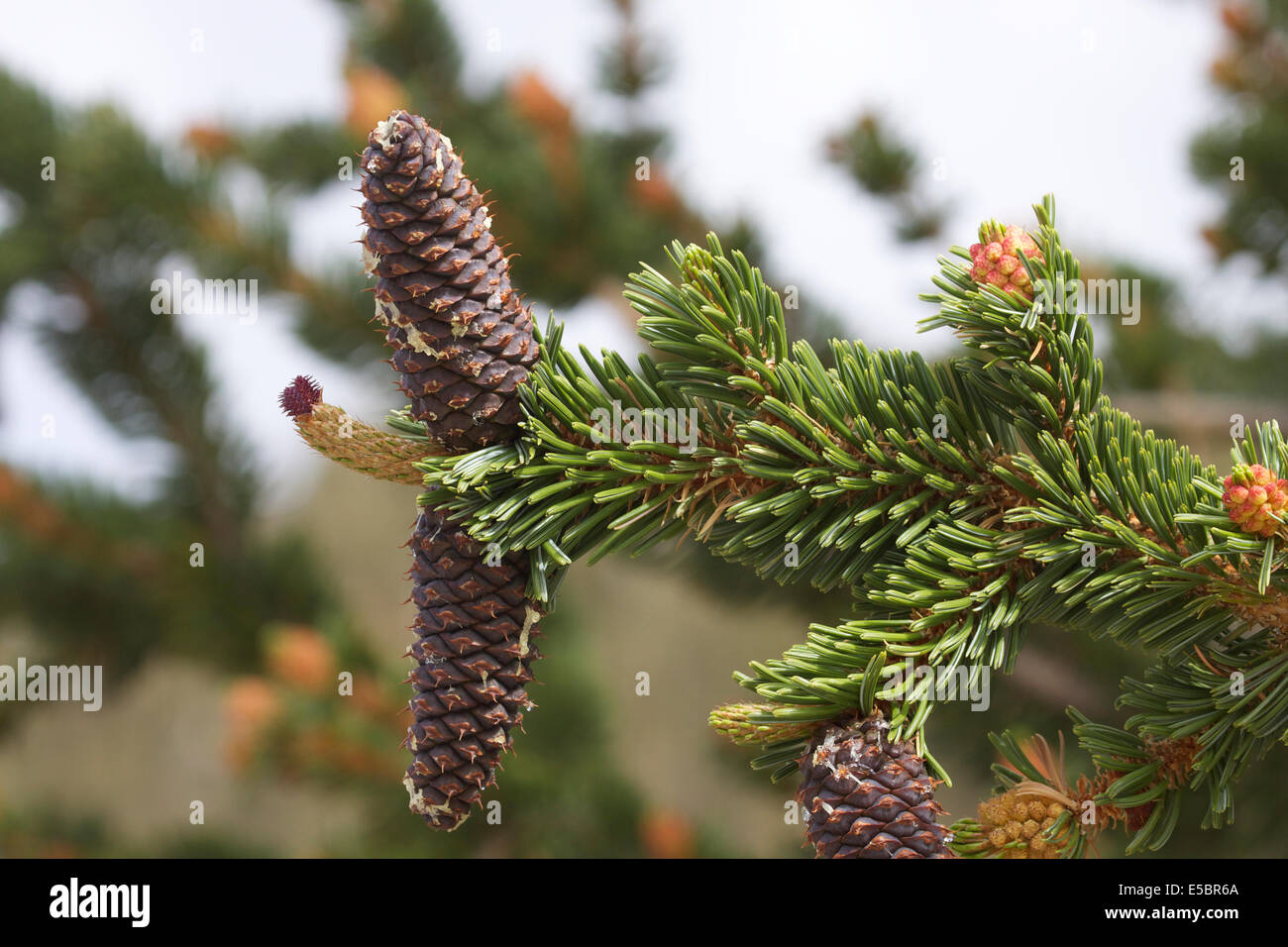 Ancient Bristlecone Pine Tree dans les montagnes blanches de Californie Banque D'Images