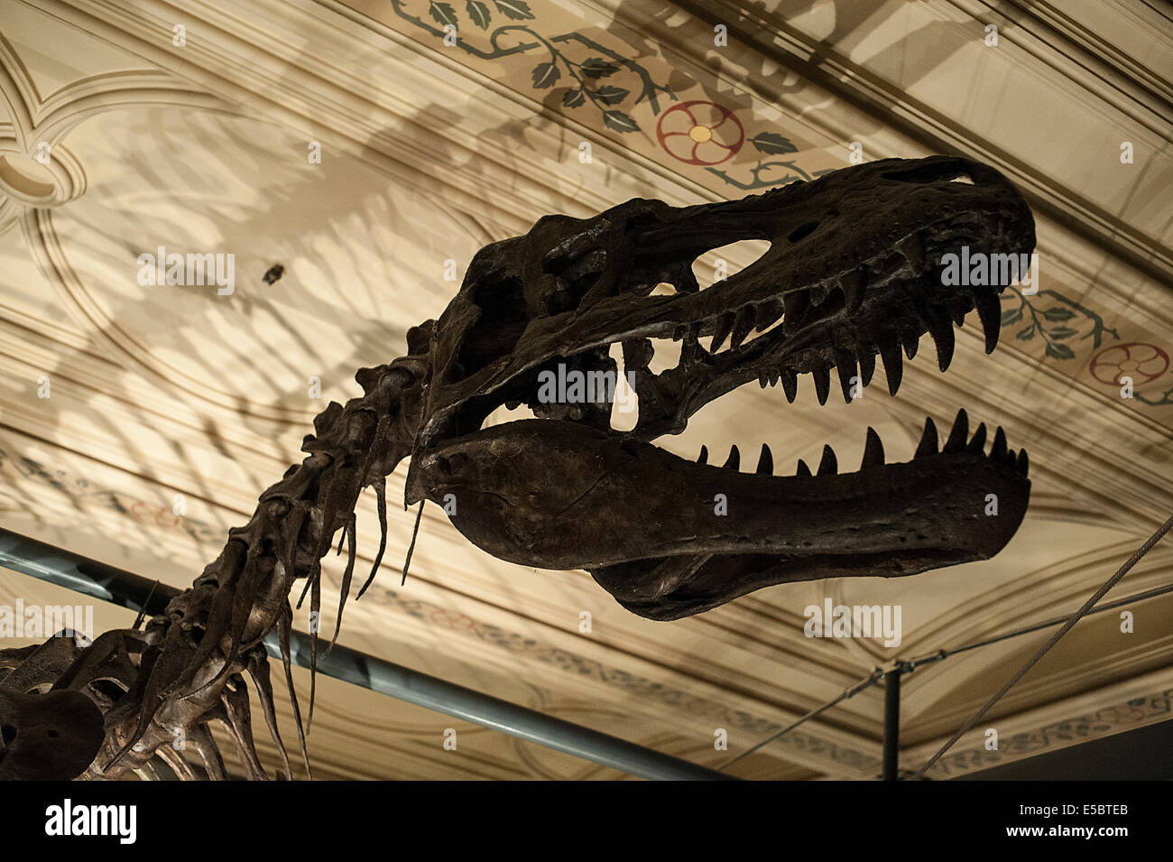 Squelette de l'Albertosaurus sarcophagus, saurid théropode qui vivait dans l'ouest de l'Amérique du Nord pendant le Crétacé tardif Banque D'Images