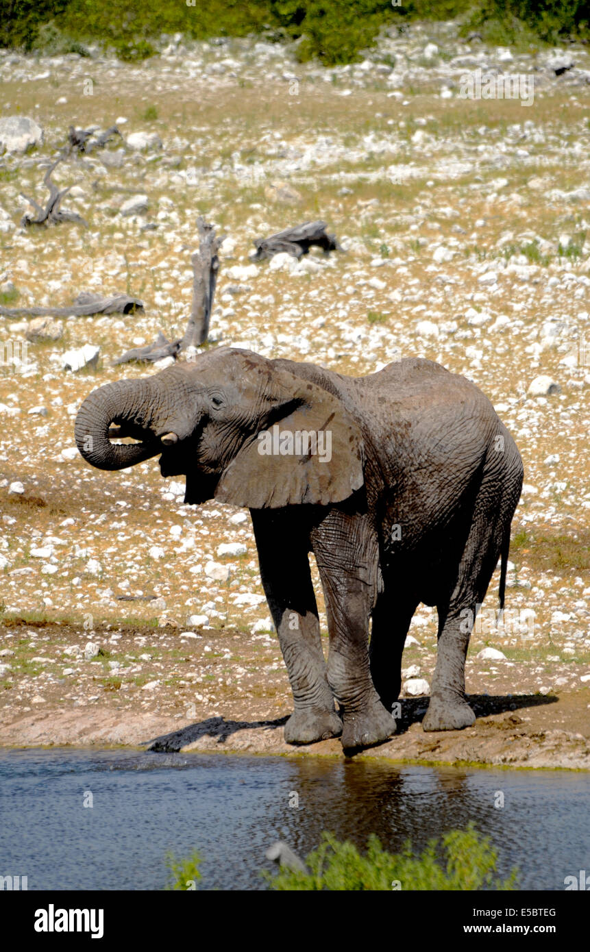 Un éléphant d'Afrique de l'eau potable hors d'un trou d'eau dans le parc national d'Etosha en Namibie Banque D'Images