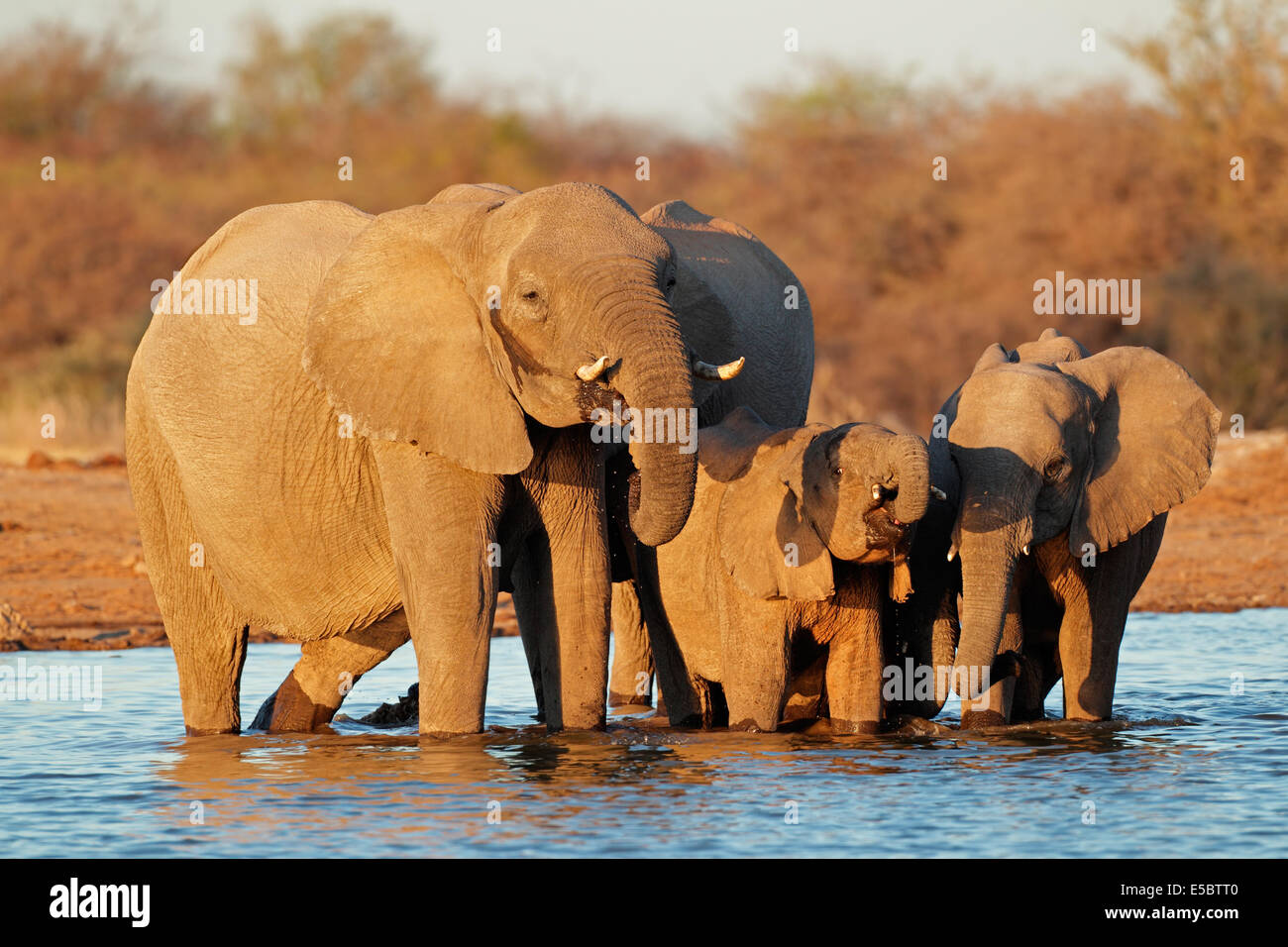 Les éléphants d'Afrique (Loxodonta africana) eau potable, Etosha National Park, Namibie Banque D'Images