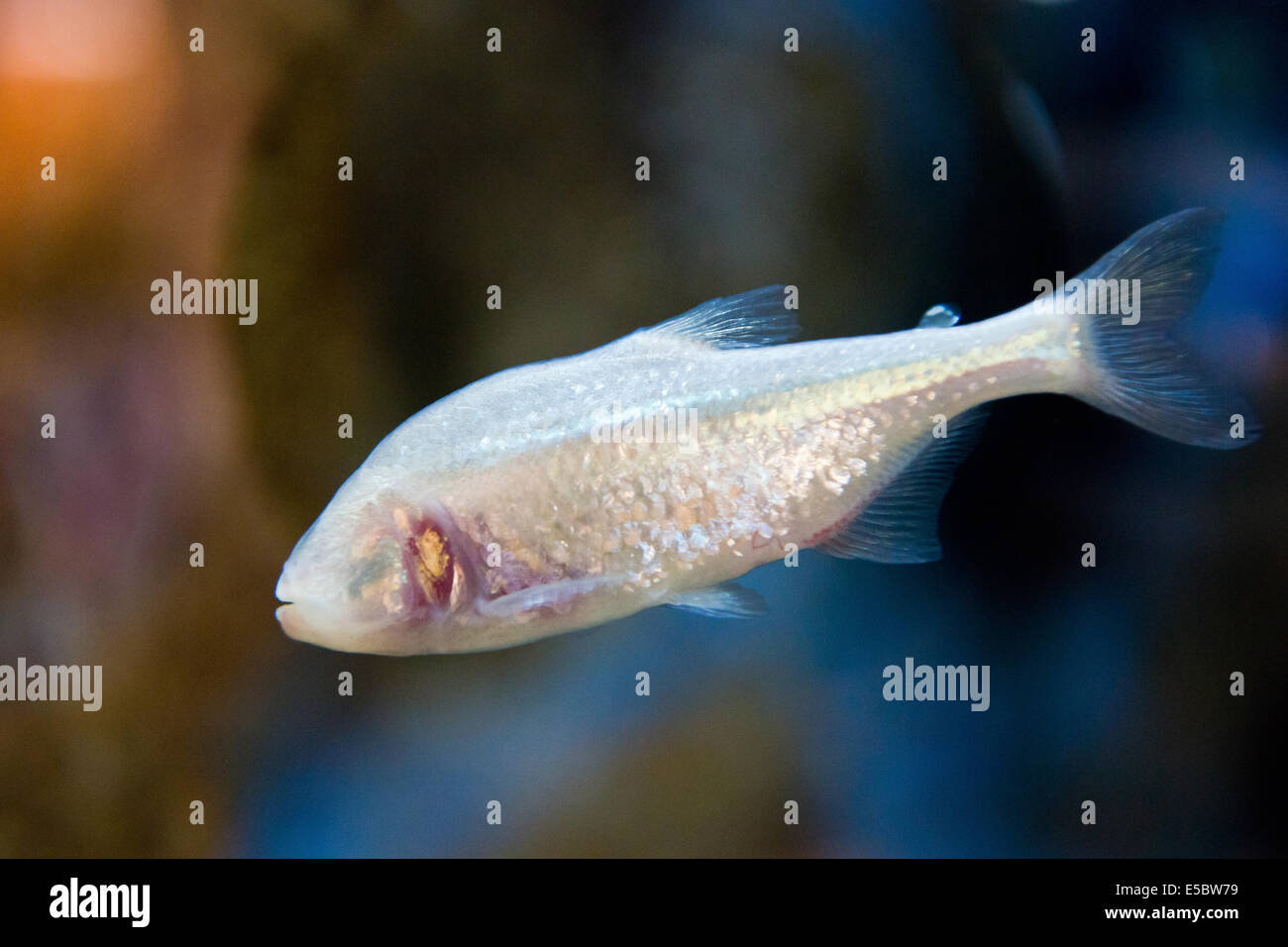 Les poissons d'aquarium sans yeux - Astyanax fasciatus mexicanus - Blind Cave Fish Banque D'Images