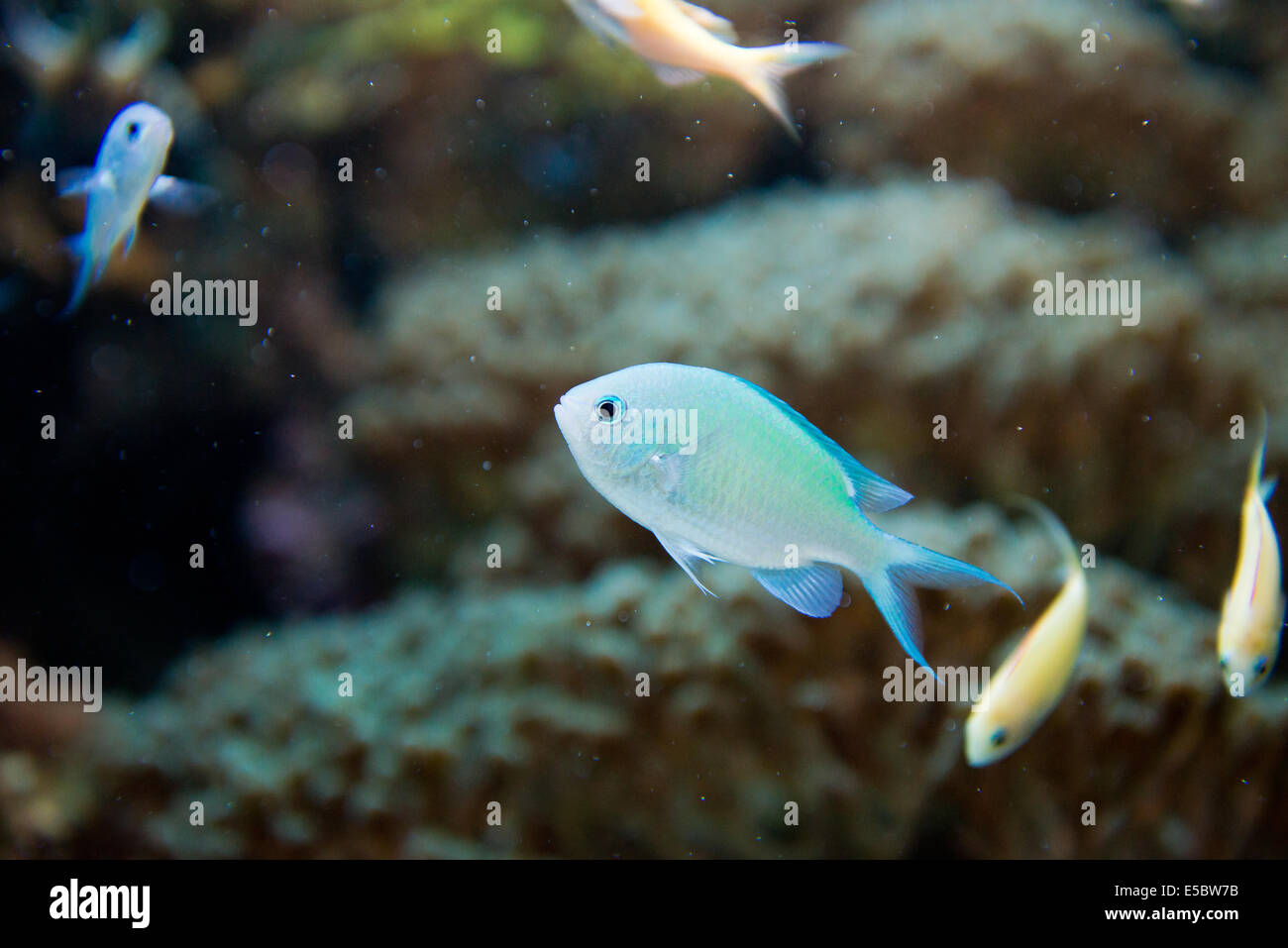 L'aquarium d'eau salée,,les poissons,,Chromis virdis Banque D'Images
