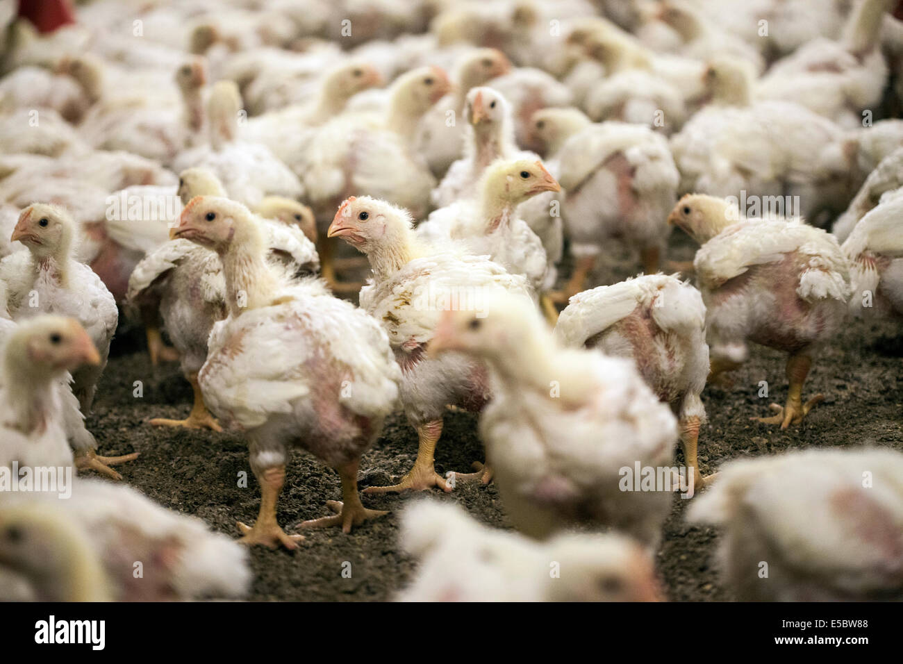 L'élevage de poulets dans la tête d'impression à la ferme d'élevage de poulets qui n'utilise pas d'antibiotiques dans leur élevage. Eindhoven, Hollande Banque D'Images