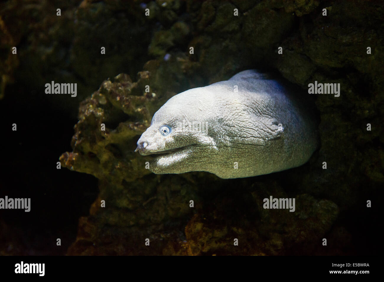 Poisson de mer Méditerranée moray - Muraena helena Banque D'Images