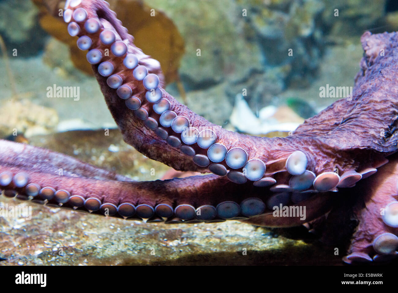 L'animal d'eau salée - pieuvre géante Enteroctopus dofleini - bras Banque D'Images