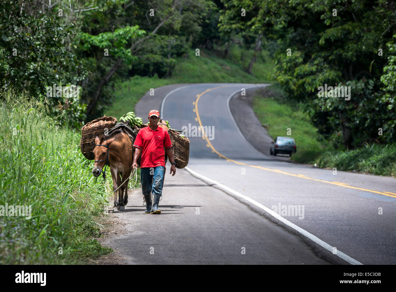 Agriculteur et les mules avec des paniers remplis de graines de cacao Banque D'Images