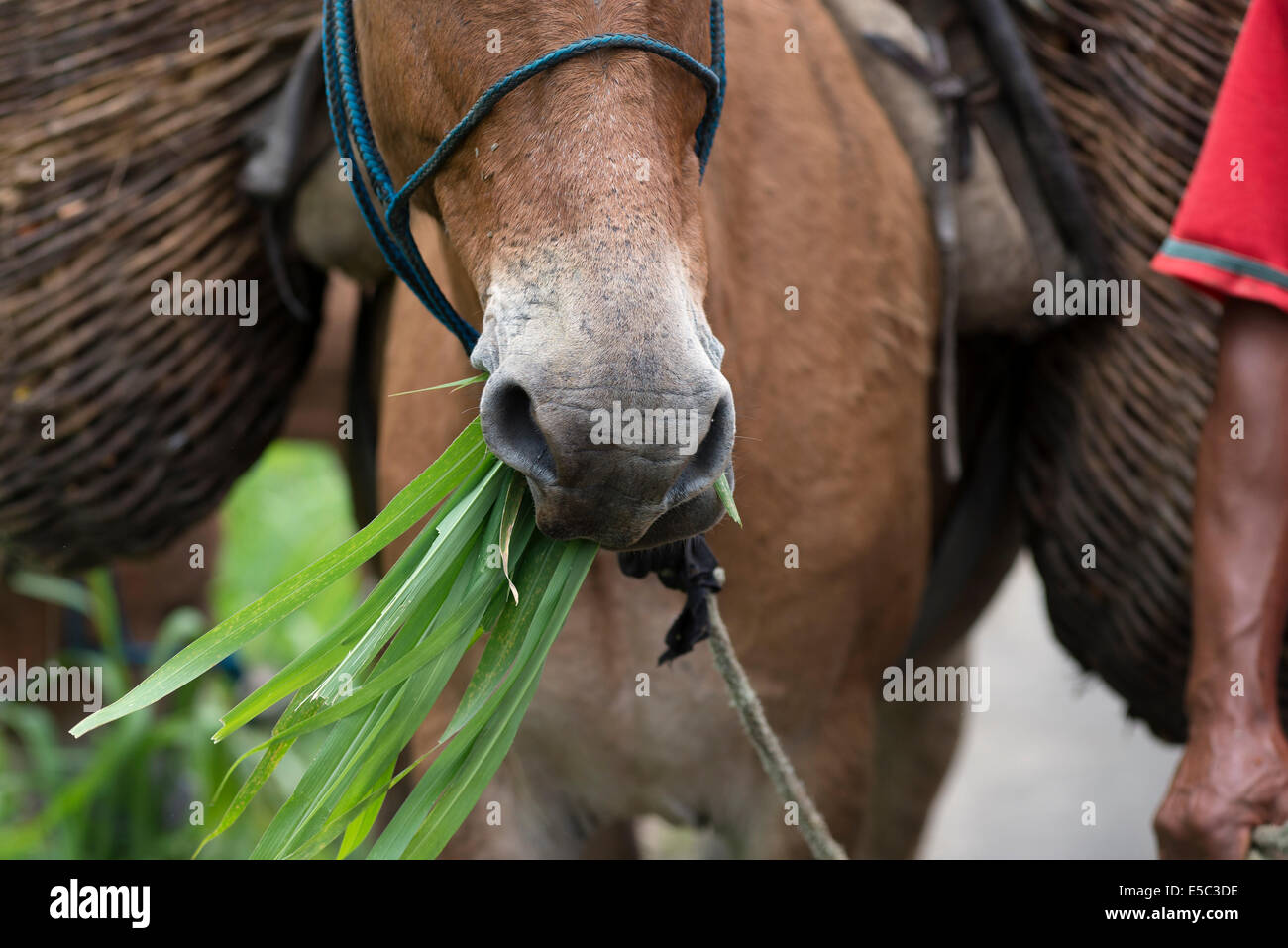 Détail d'un mulet museler au Brésil mangent de l'herbe Banque D'Images