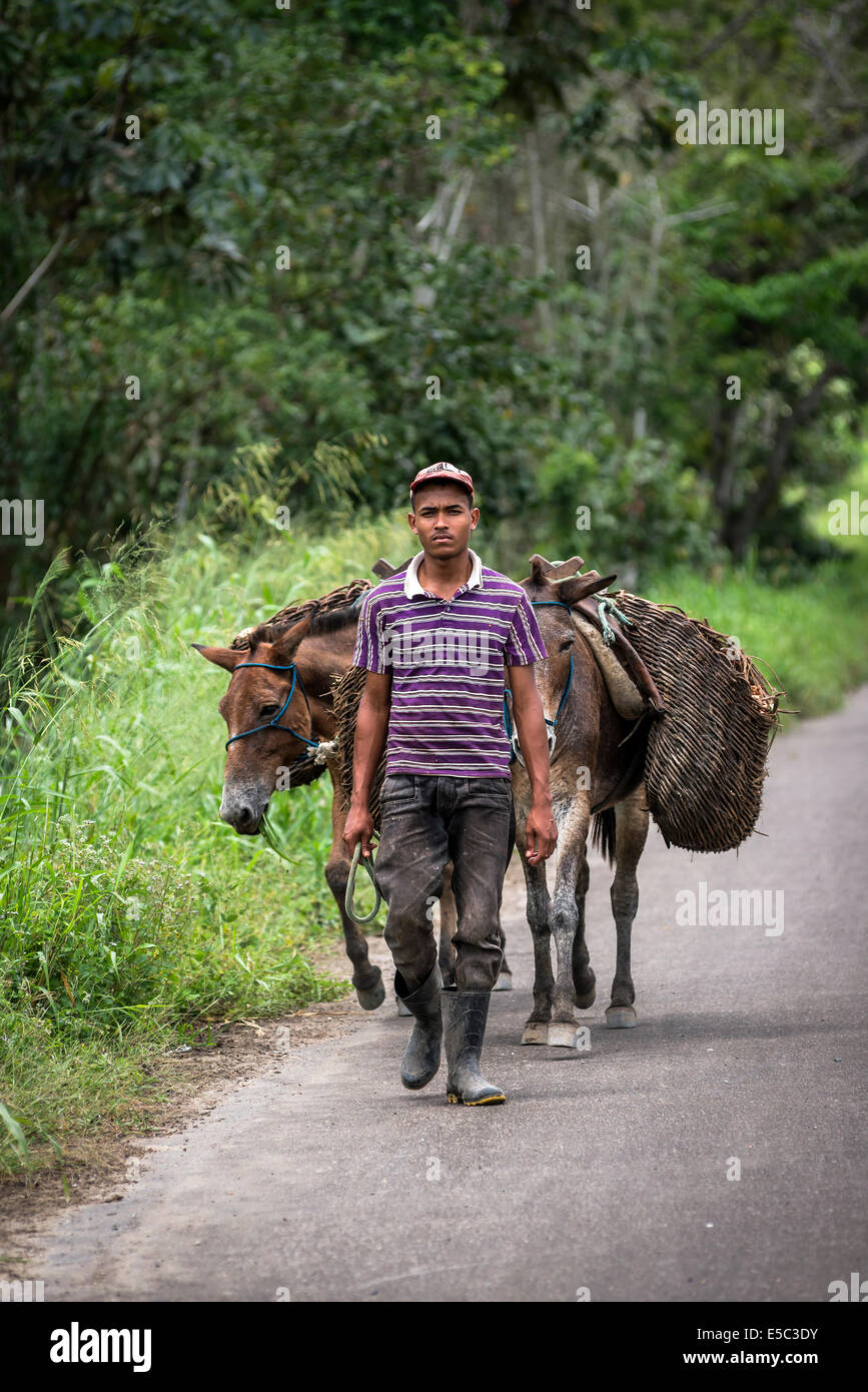 Agriculteur et les mules avec des paniers remplis de graines de cacao Banque D'Images