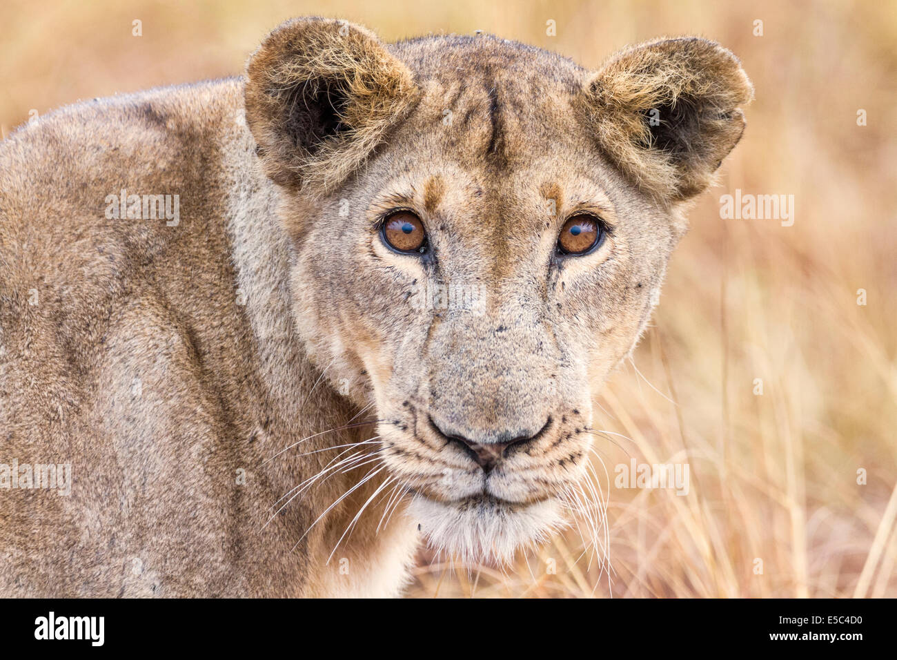 Un portrait d'une lionne (Panthera leo) de l'Ouganda. Banque D'Images