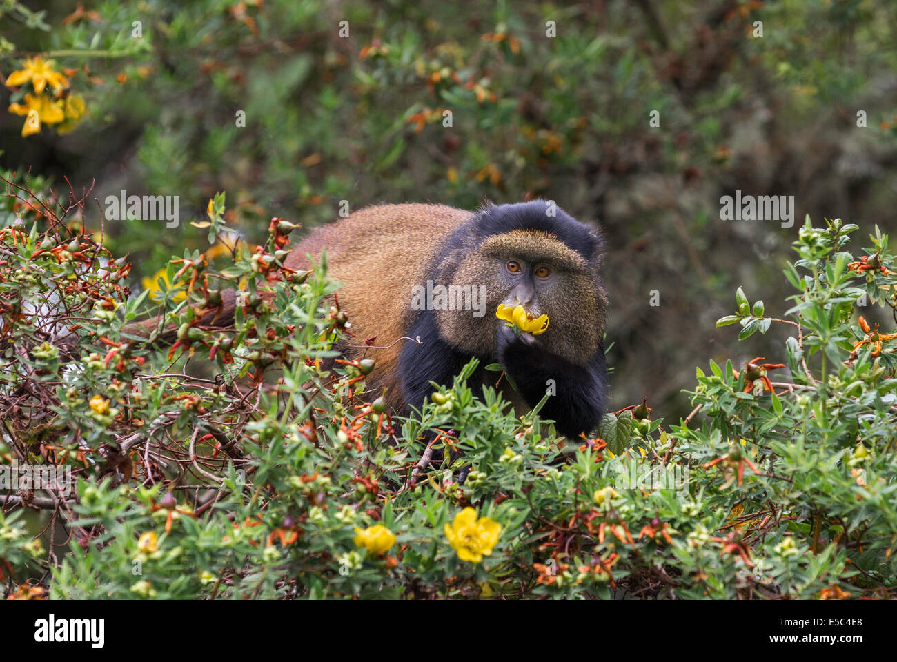 Le singe doré (Cercopithecus kandti) manger une fleur dans le Parc National de Mgahinga en Ouganda. Banque D'Images