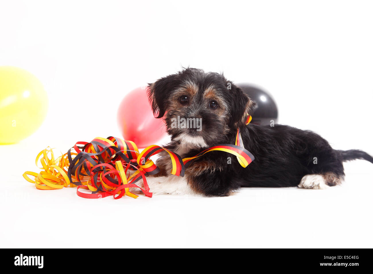 Jeune chiot avec des ballons est assis devant un fond blanc Banque D'Images