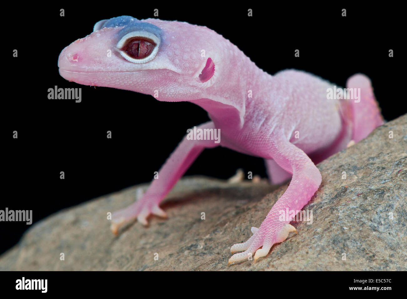 Eublepharis macularius gecko léopard / Banque D'Images