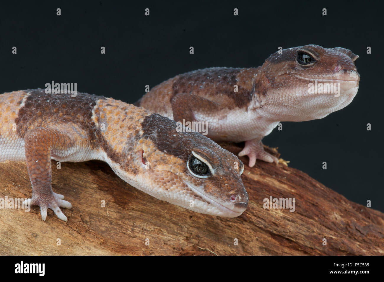 Gecko à queue grasse / Hemitheconyx caudicinctus Banque D'Images