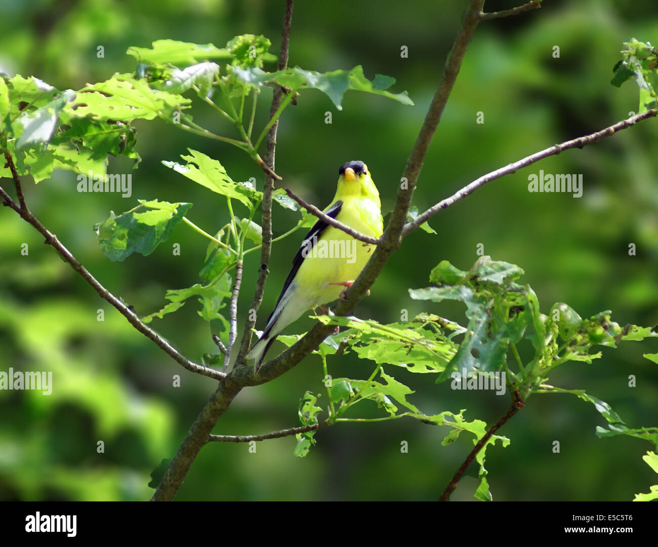 Arbre généalogique dans Finch jaune avec arrière-plan flou Banque D'Images