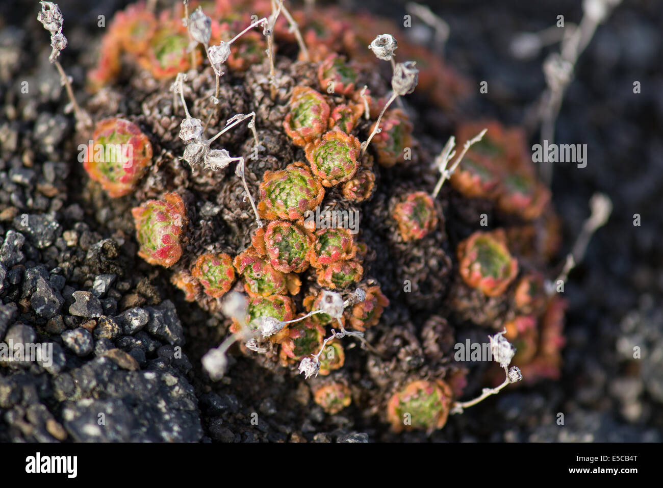 Libre d'une usine à l'automne de l'arctique au Groenland Banque D'Images