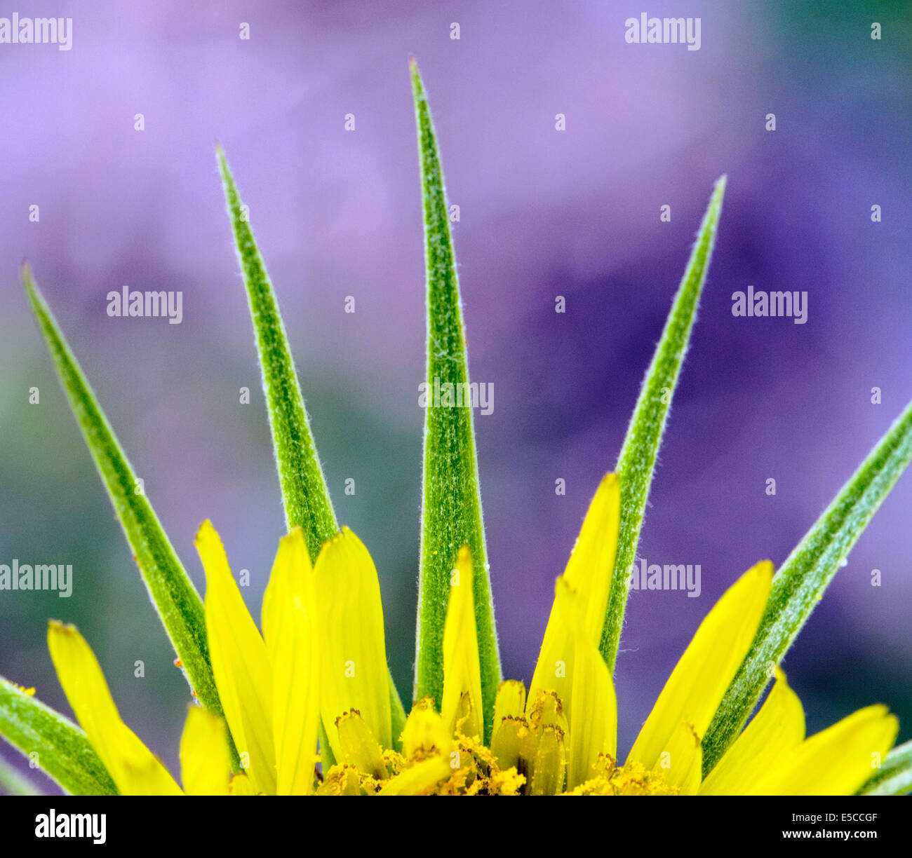 Tragopogon dubius salsifis ; jaune ; ; ; fleurs Asteraceae Tournesol en fleur, le centre du Colorado, USA Banque D'Images