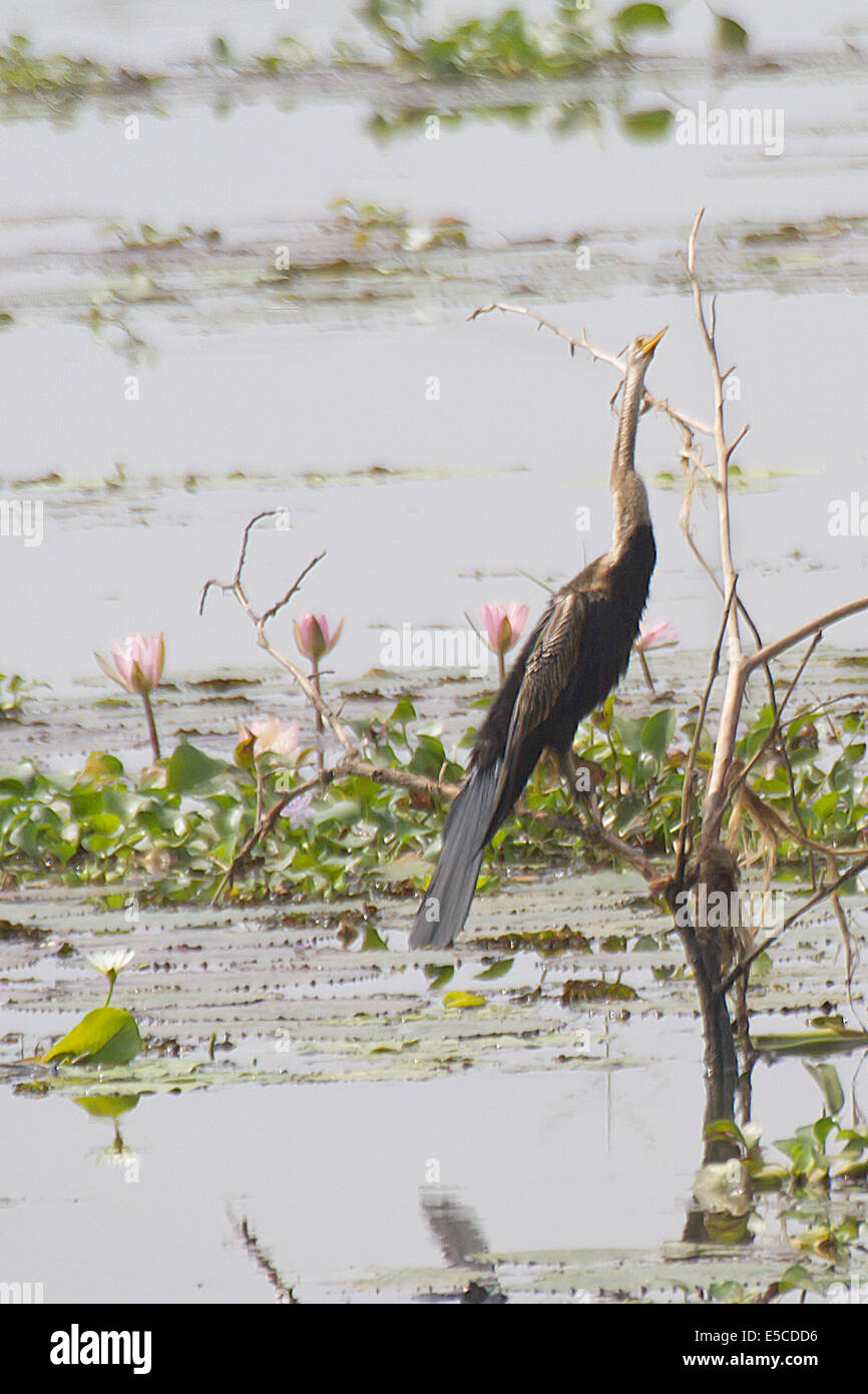 Vert aussi appelé oiseau serpent sur arbre mort avec de l'eau Lilys Anhinga melanogaster).(.Kerala Backwaters, Inde Banque D'Images