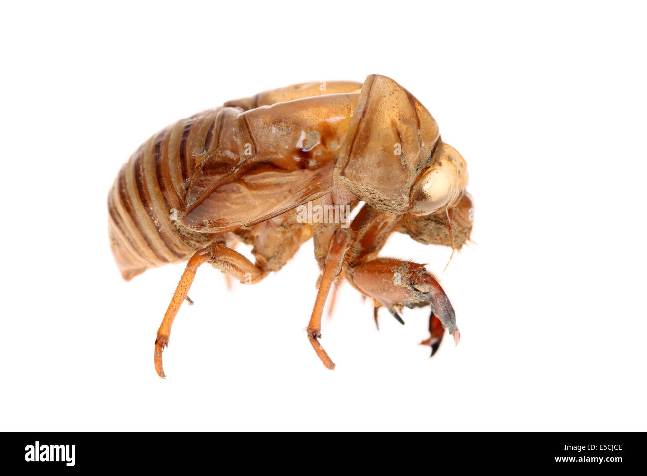 Close up de cigale slough sur fond blanc Banque D'Images