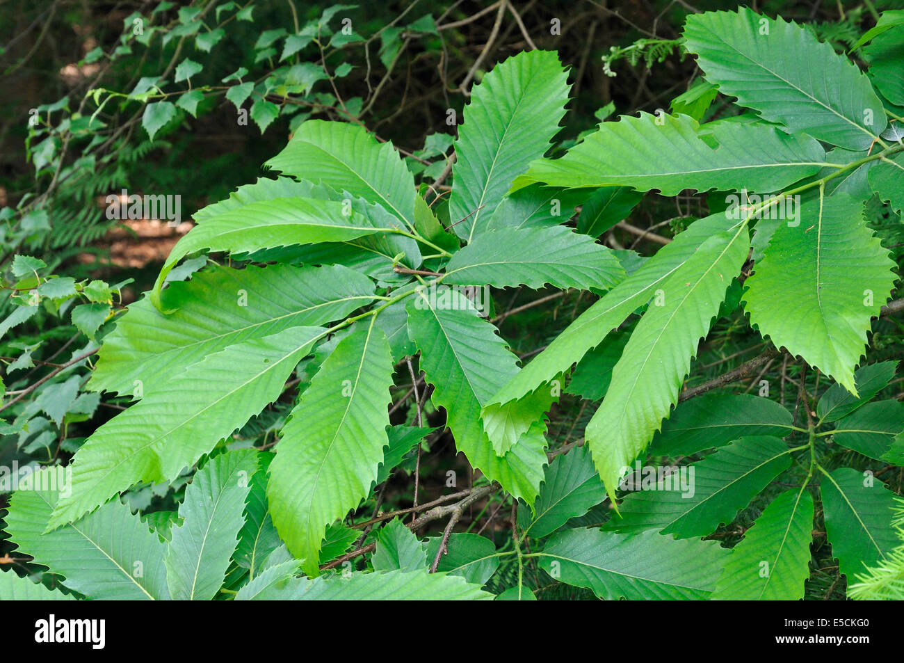 Les feuilles des arbres de châtaigne - Castanea sativa Banque D'Images