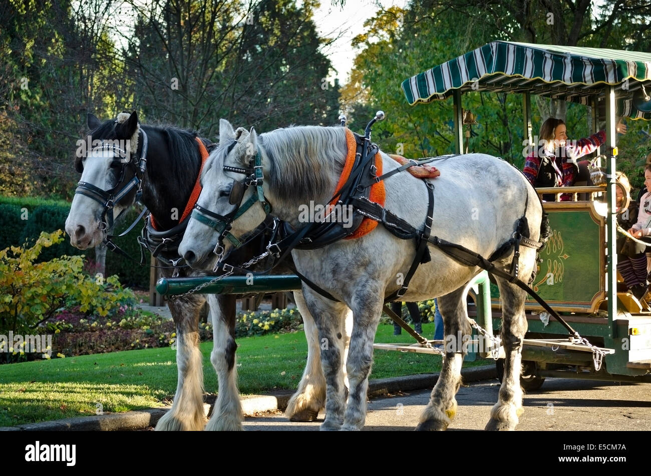 Deux chevaux percherons conduisent les touristes sur le trolley tour dans le parc Stanley à Vancouver, Canada. À l'automne. Banque D'Images