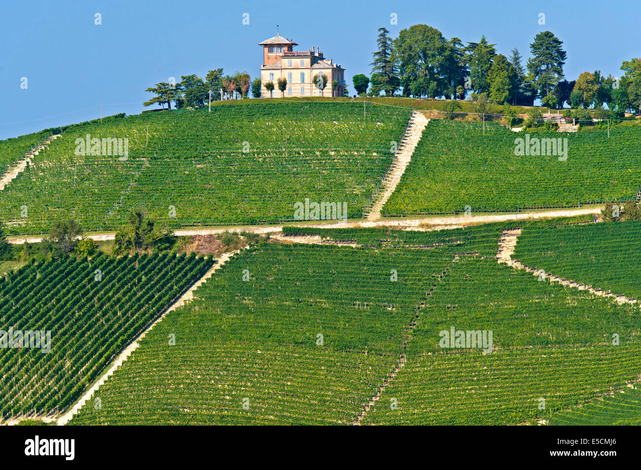 Vigne raisin Nebbiolo d'Alba, dans le Piémont, Italie Banque D'Images