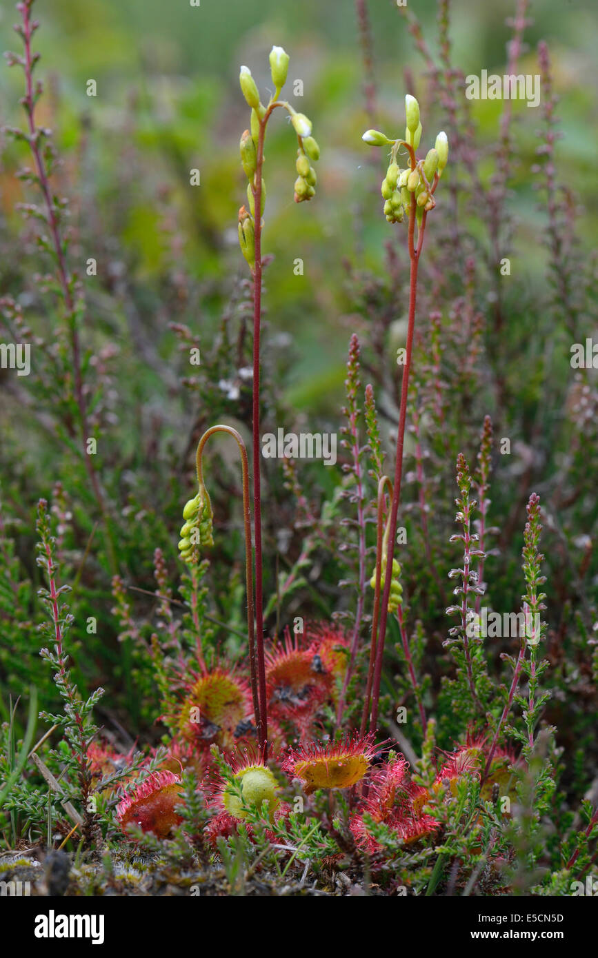 Les rossolis (Drosera rotundifolia), de l'Ems, Basse-Saxe, Allemagne Banque D'Images