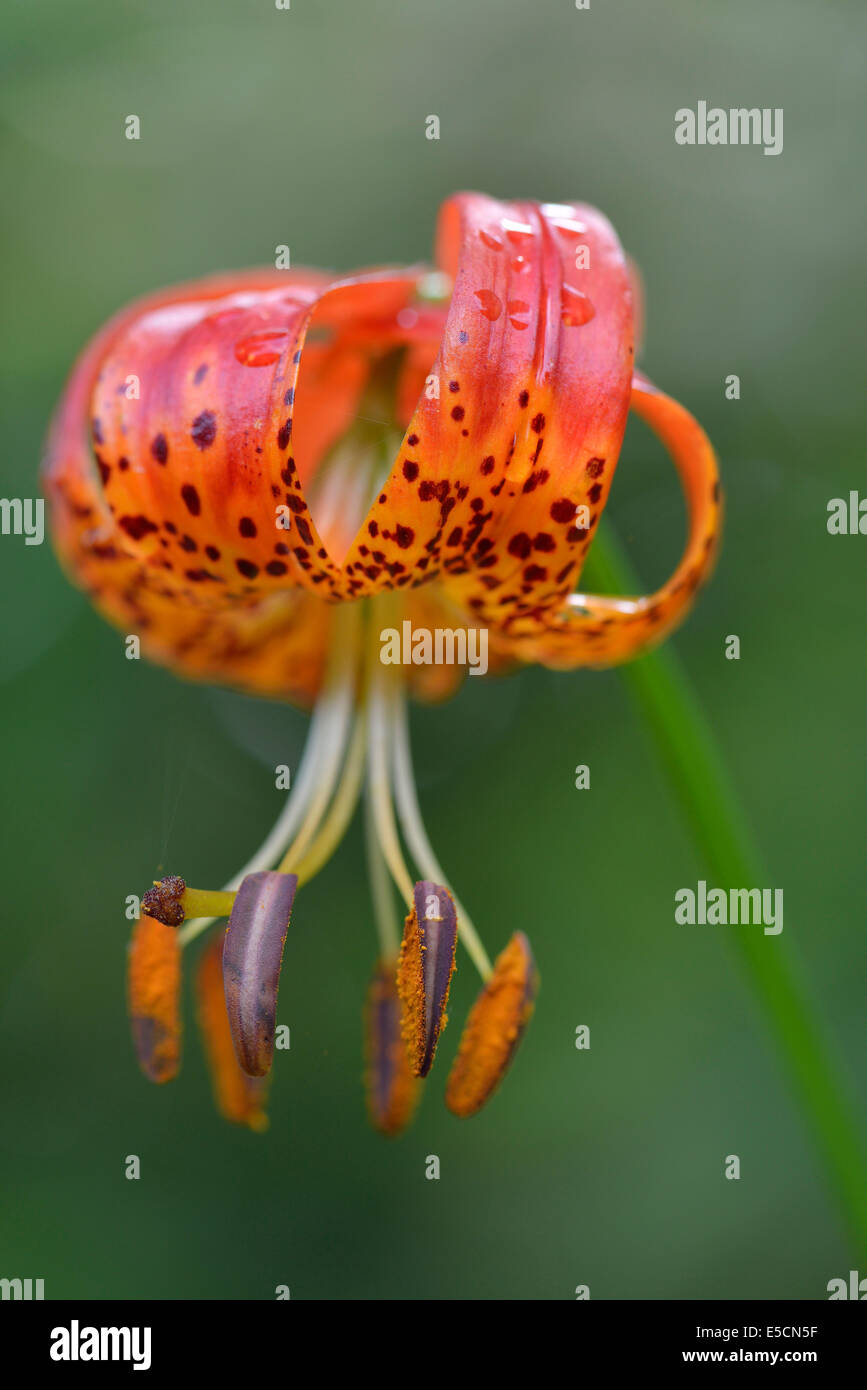 Panther Lily (Lilium pardalinum), de l'Ems, Basse-Saxe, Allemagne Banque D'Images