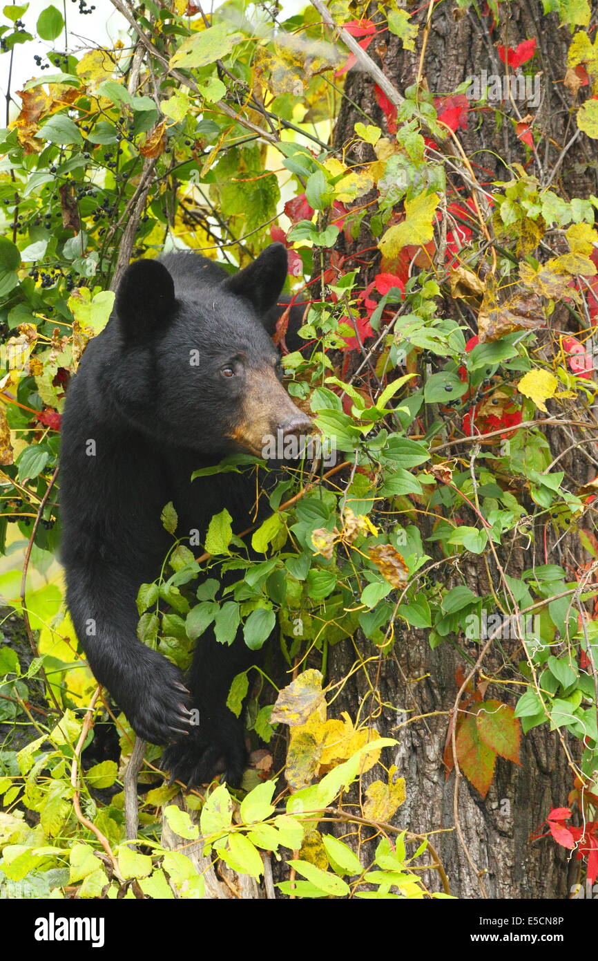 Un ours noir escalade un arbre décoré de feuilles en automne. Banque D'Images