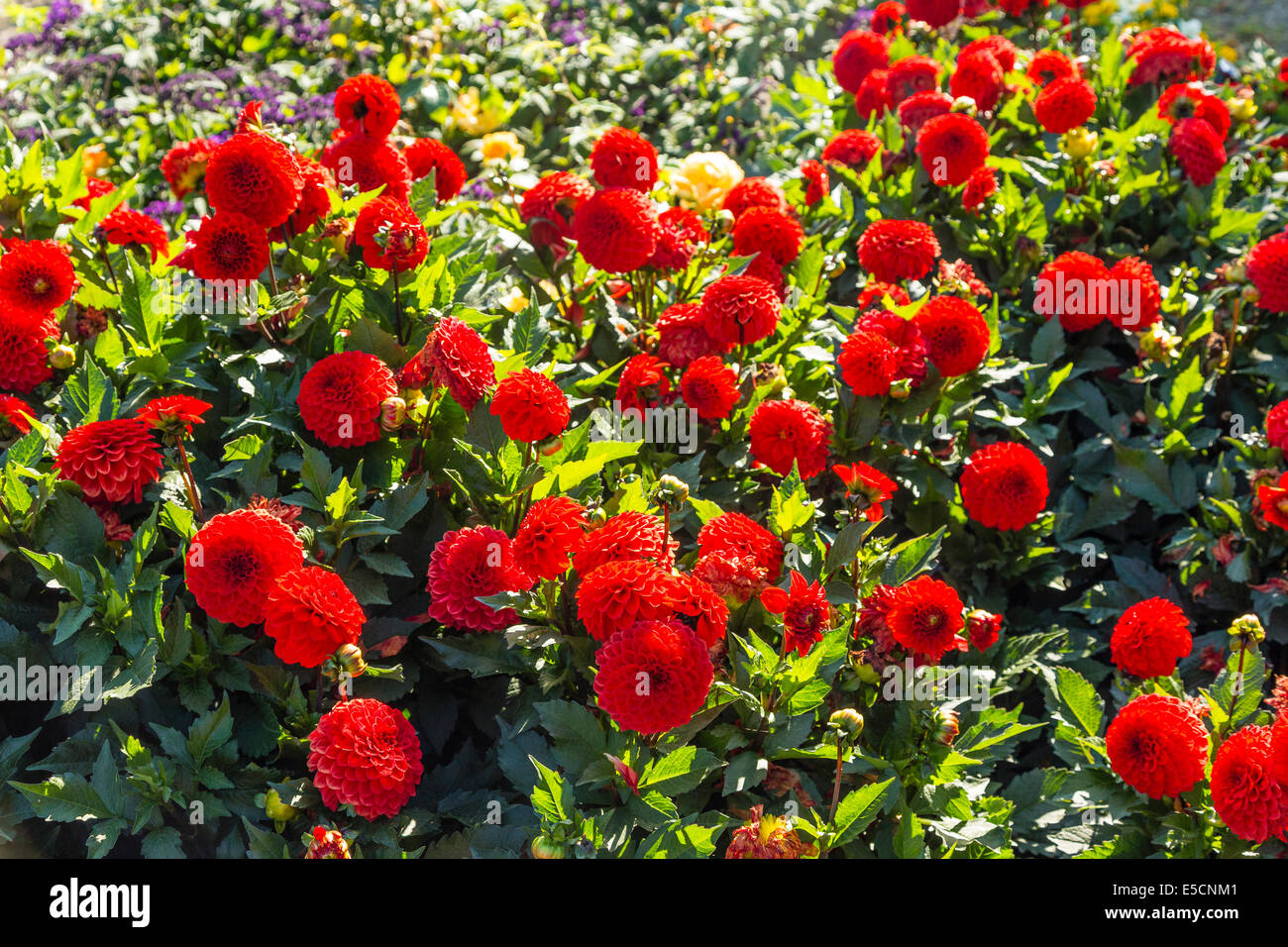 Dahlia (dahlia sp.), Hesse, Allemagne Banque D'Images