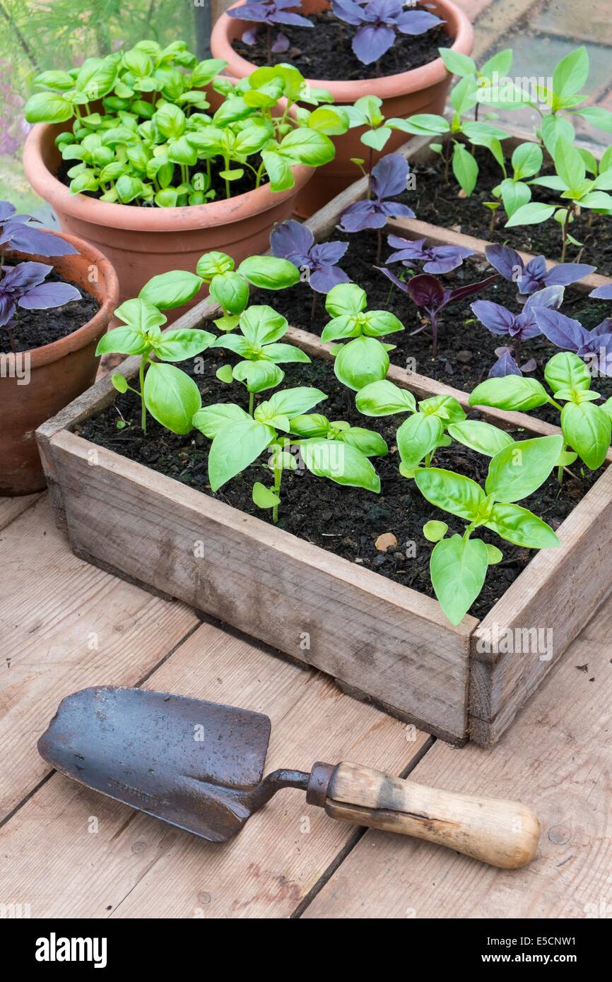 Cultivés en pot Sweet, violet et le Basilic thaï en serre avec bol de tomates fraîches Banque D'Images