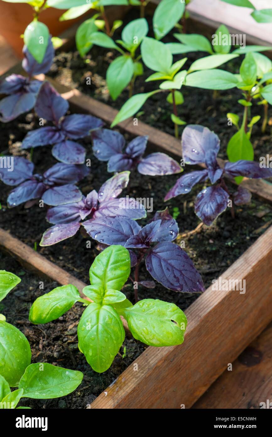 Cultivés en pot Sweet, violet et le Basilic thaï en serre avec bol de tomates fraîches Banque D'Images