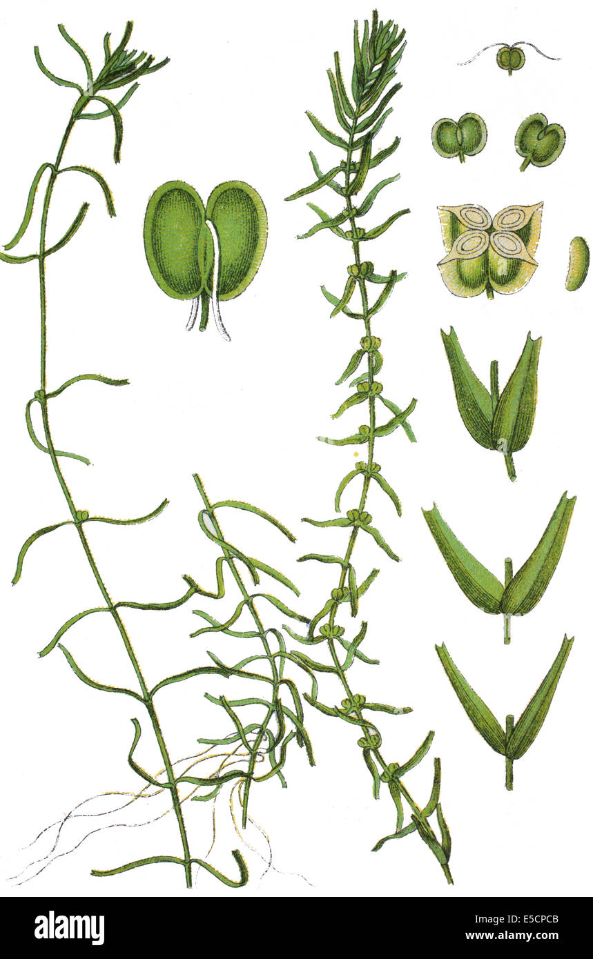 1. Callitriche hamulata , starwort intermédiaire à l'eau 2. Callitriche hermaphroditica starwort , l'eau d'automne Banque D'Images
