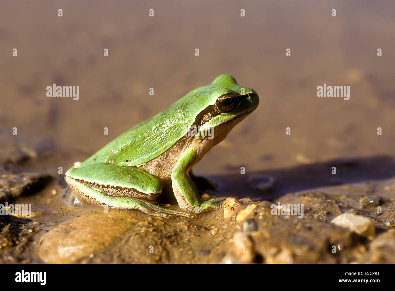European tree frog (Hyla arborea) près de l'eau photographié en Israël en décembre Banque D'Images