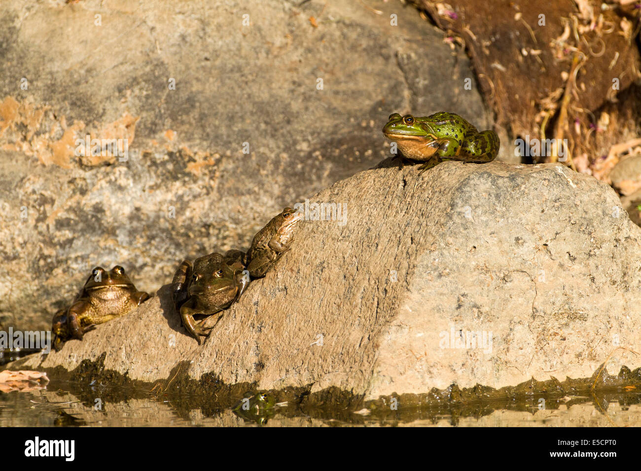 Pelophylax ridibundus Grenouille des marais (dans le passé était aussi connu sous le nom de Rana ridibunda) cette grenouille est le plus important en Europe. Il peut appea Banque D'Images