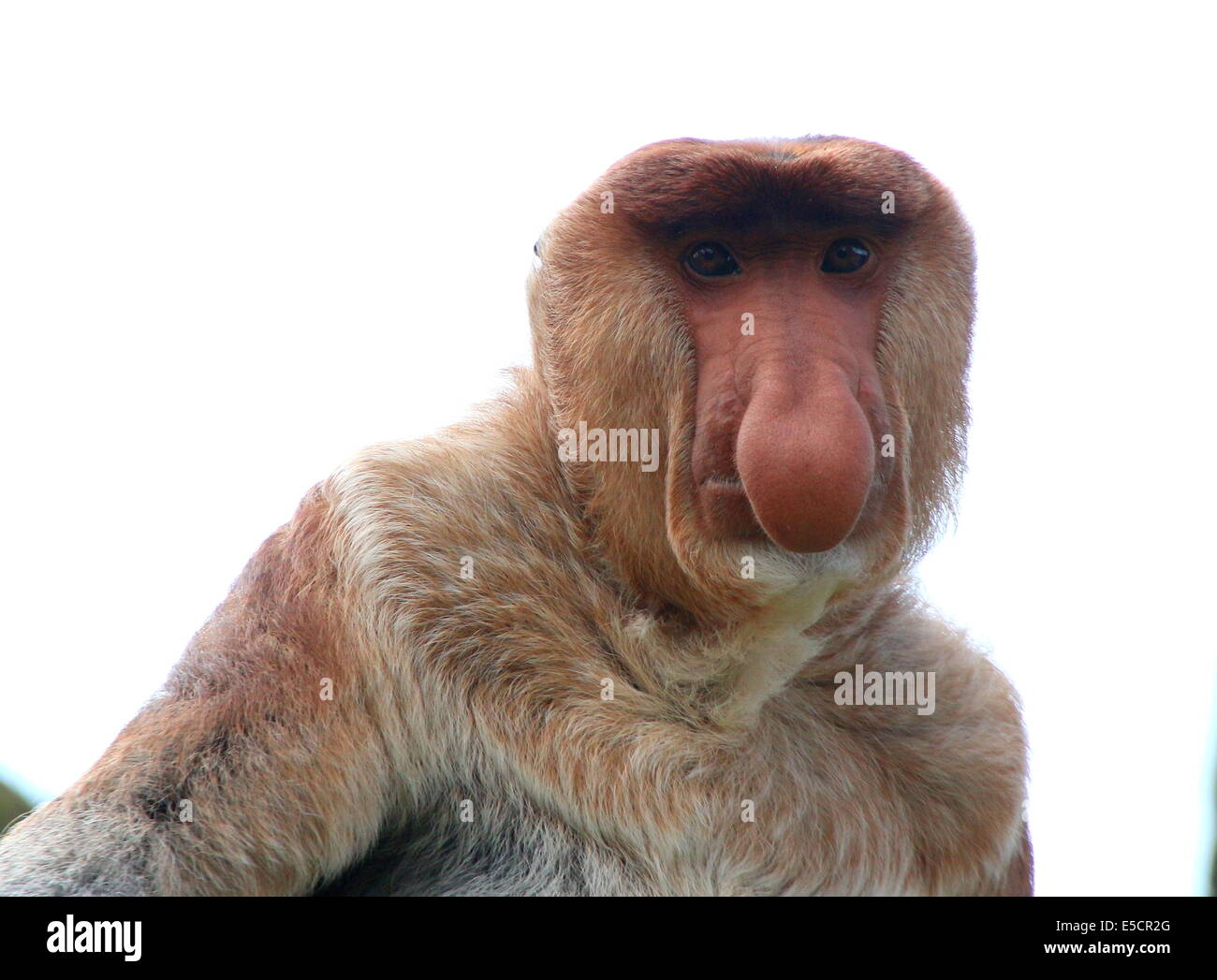 Portrait d'un homme singe Proboscis (Nasalis larvatus), close-up de la partie supérieure du corps et de la tête Banque D'Images