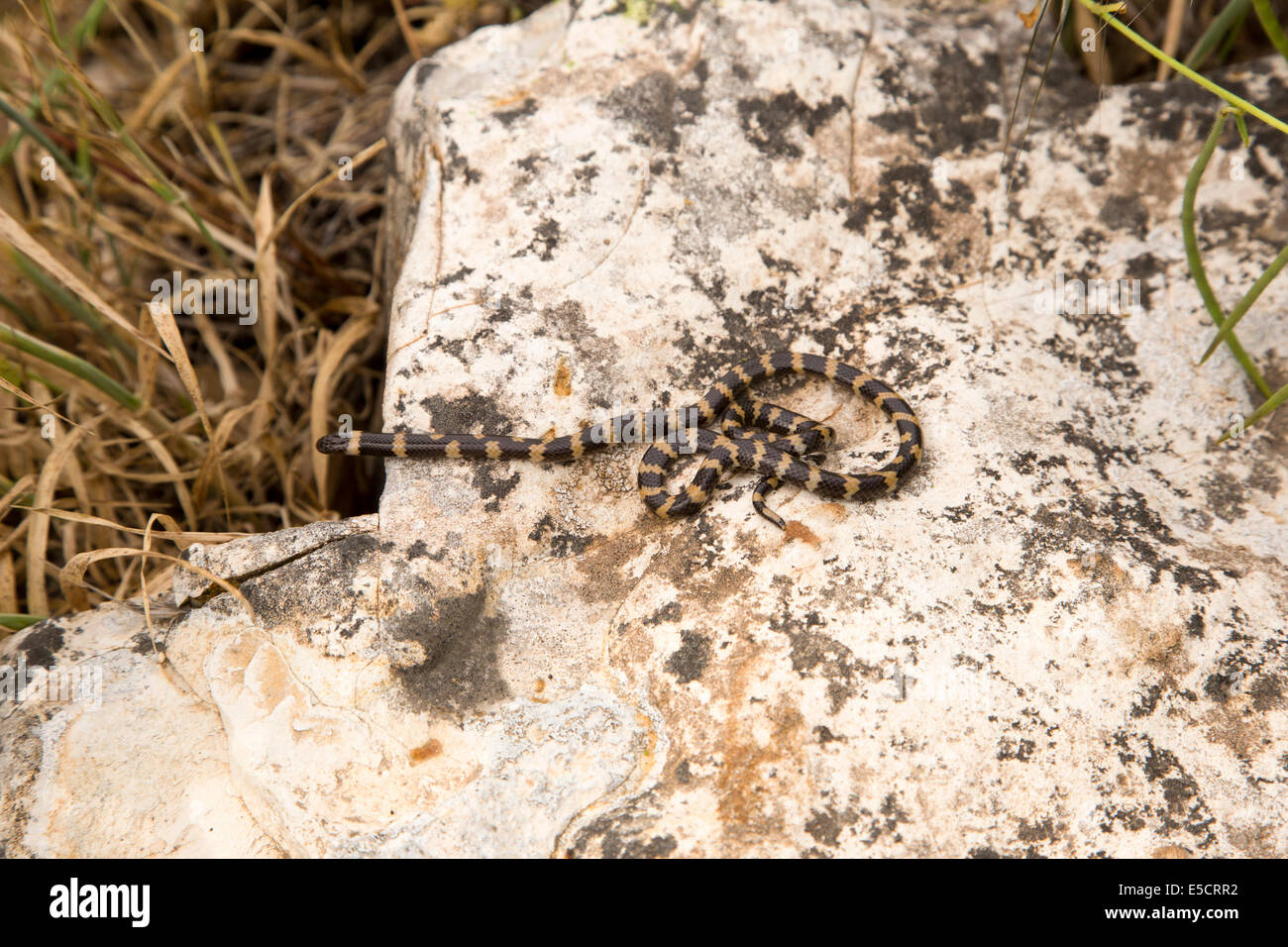 Mueller's snake à deux têtes (Micrelaps muelleri) un arrière-Atractaspidid à crochets venimeux espèce endémique de la région du Moyen-Orient. Photogr Banque D'Images