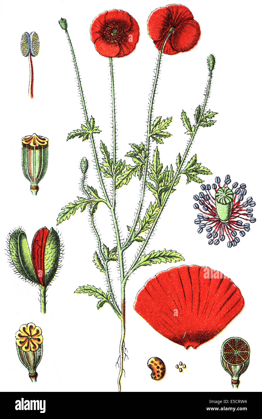 Papaver rhoeas (noms communs : coquelicot, rose, champ de maïs, du pavot à opium, la Flandre pavot rouge, rouge coquelicot, mauvaises herbes, et, d Banque D'Images
