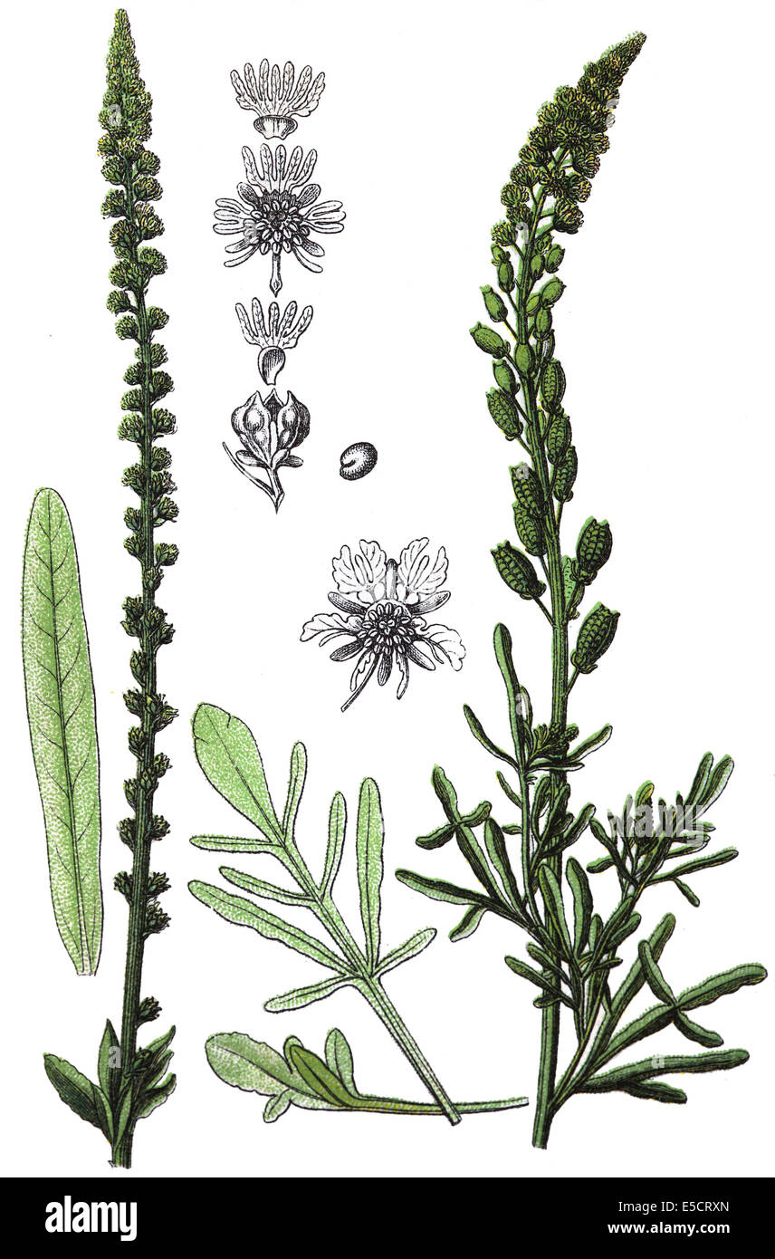 Reseda luteola est une espèce de plante du genre Reseda. Noms communs : Dyer's rocket, Dyer, mauvaises herbes, soudure, et jaune woold Banque D'Images