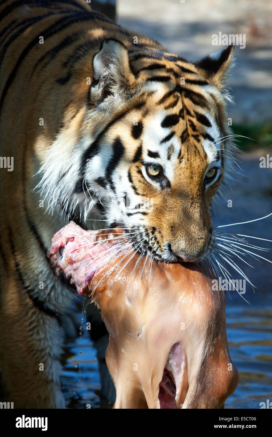 Un tigre de Sibérie avec carcasse animale dans la bouche Banque D'Images