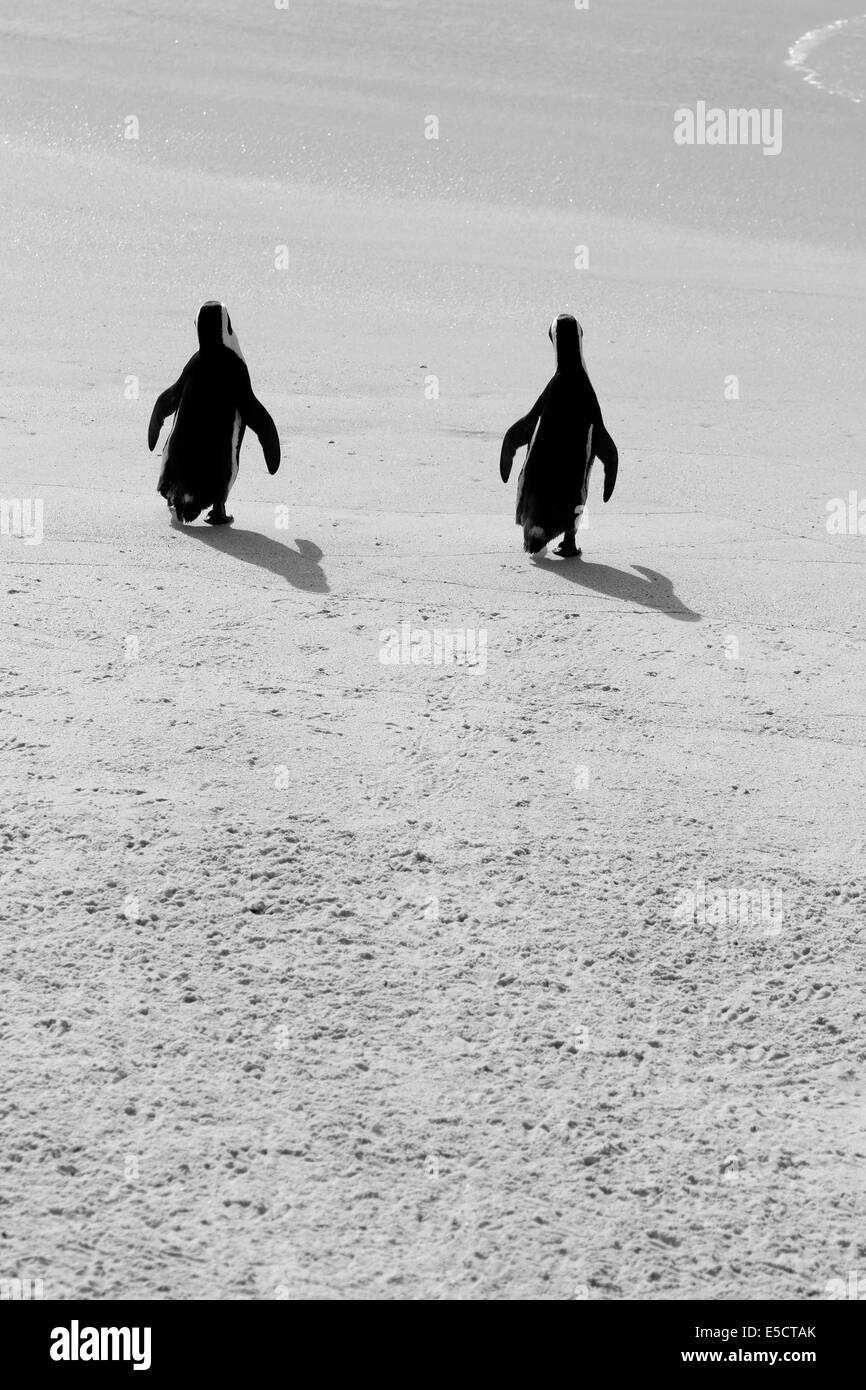 Manchot du Cap (Spheniscus demersus) à la plage de Boulders colonie de pingouins, Simon's Town . Banque D'Images