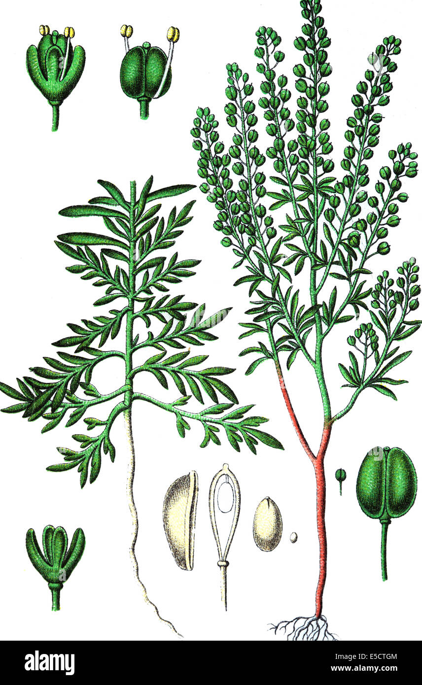 Le Lepidium ruderale, pepperwort à feuilles étroites, les pepperweed peppergrass, et Banque D'Images