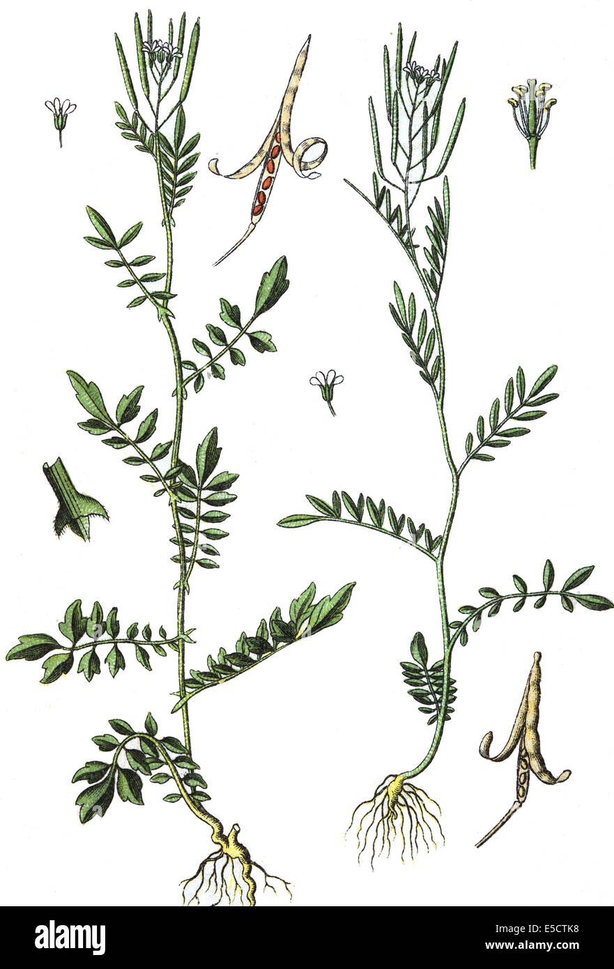 Cardamine impatiens, bittercress à feuilles étroites. 156 : Cardamine parviflora, smallflower bittercress Banque D'Images