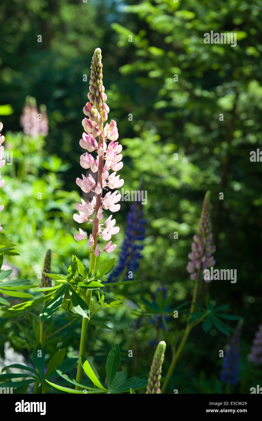 Big-feuilleté de lupin, Lupinus polyphyllus, une espèce envahissante en Suisse. Banque D'Images