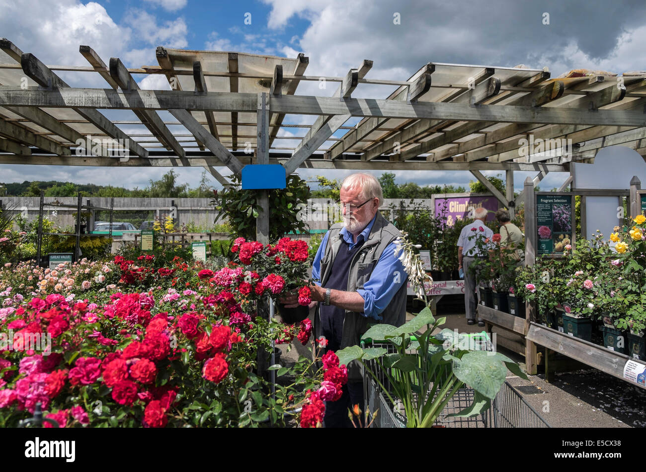 Homme plus âgé en pot rose en sélectionnant centre jardin sur journée d'été UK Banque D'Images